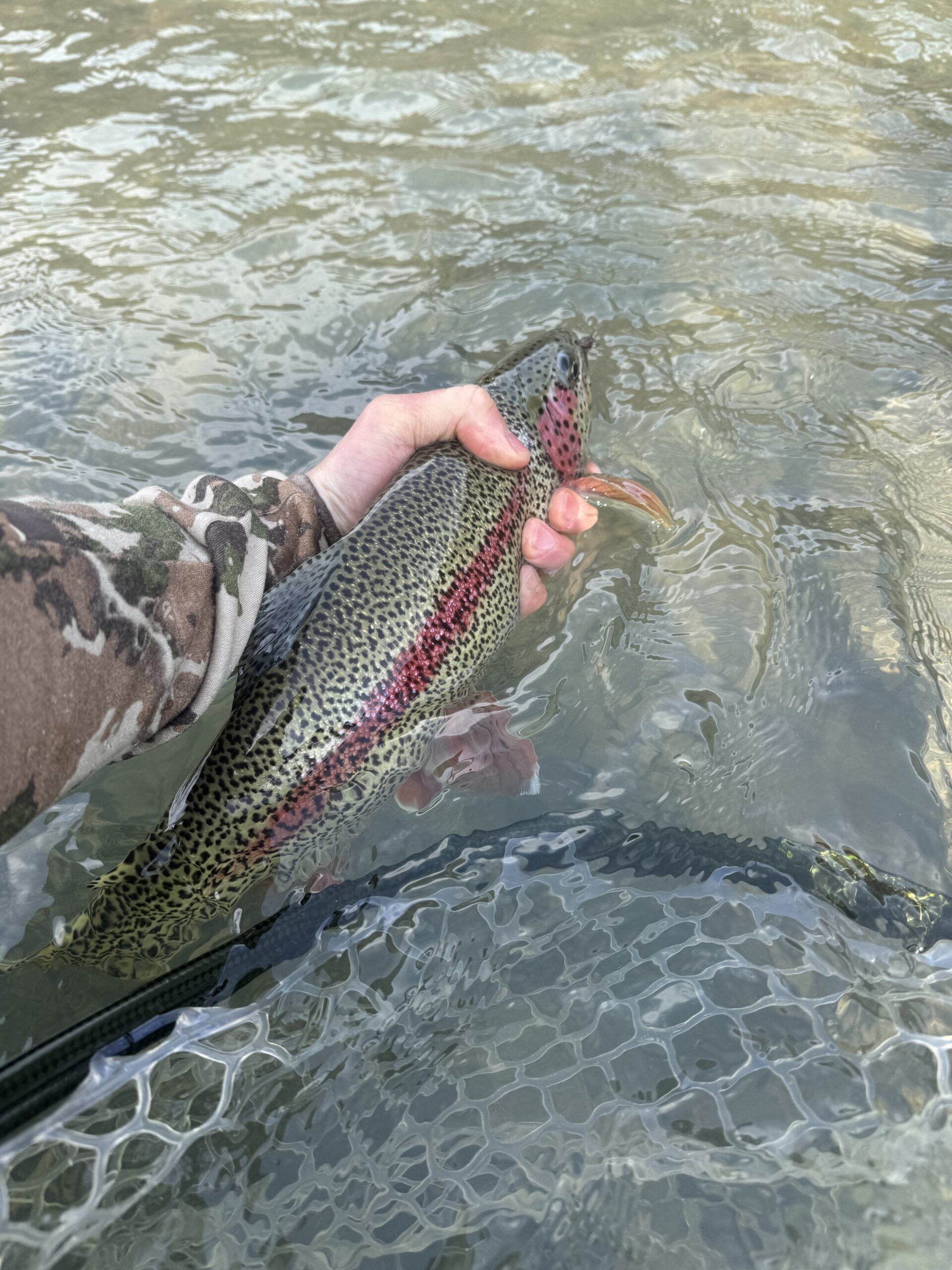 April Rainbow Trout: Kenai River - Gathering Fire