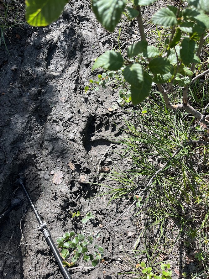 Bear Track