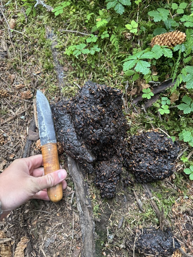 Alaska Berry Picking