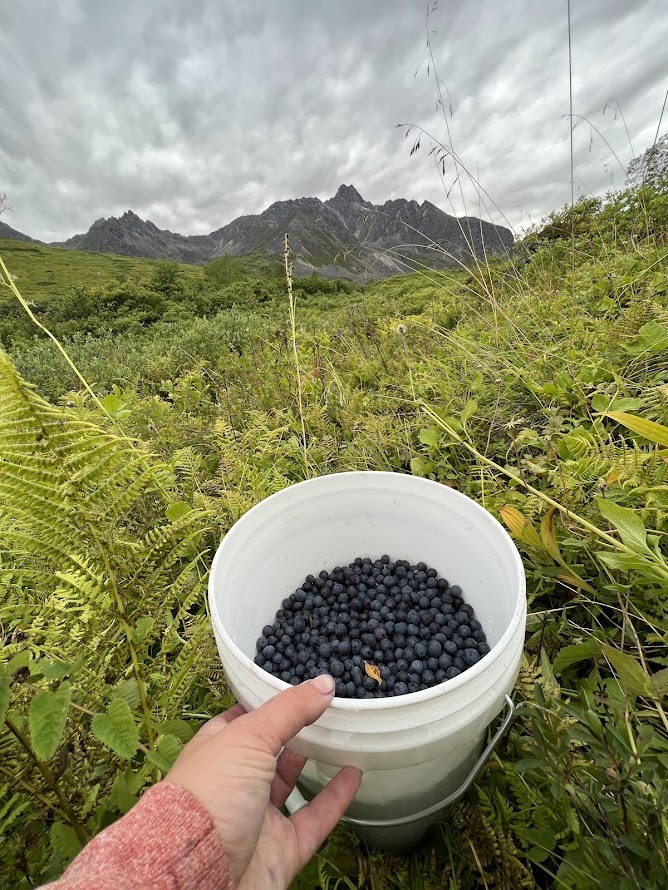 Alaska Berry Picking