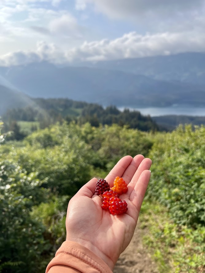 Alaska Berry Picking