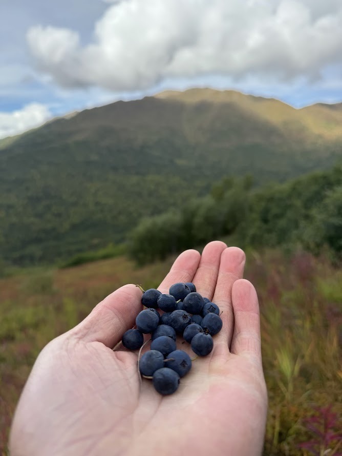 Alaska Berry pIcking