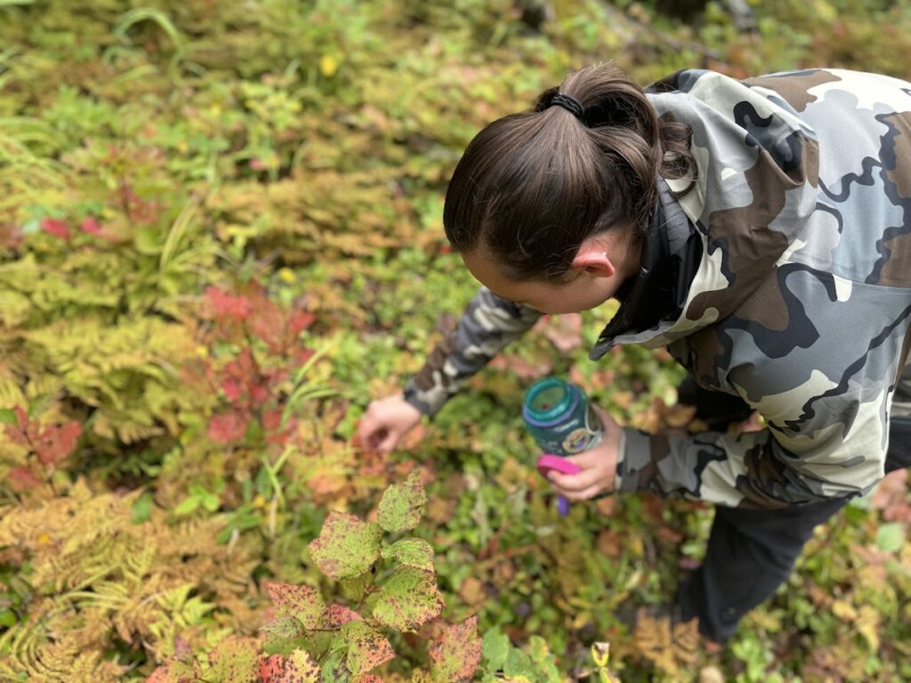 Alaska Berry Picking