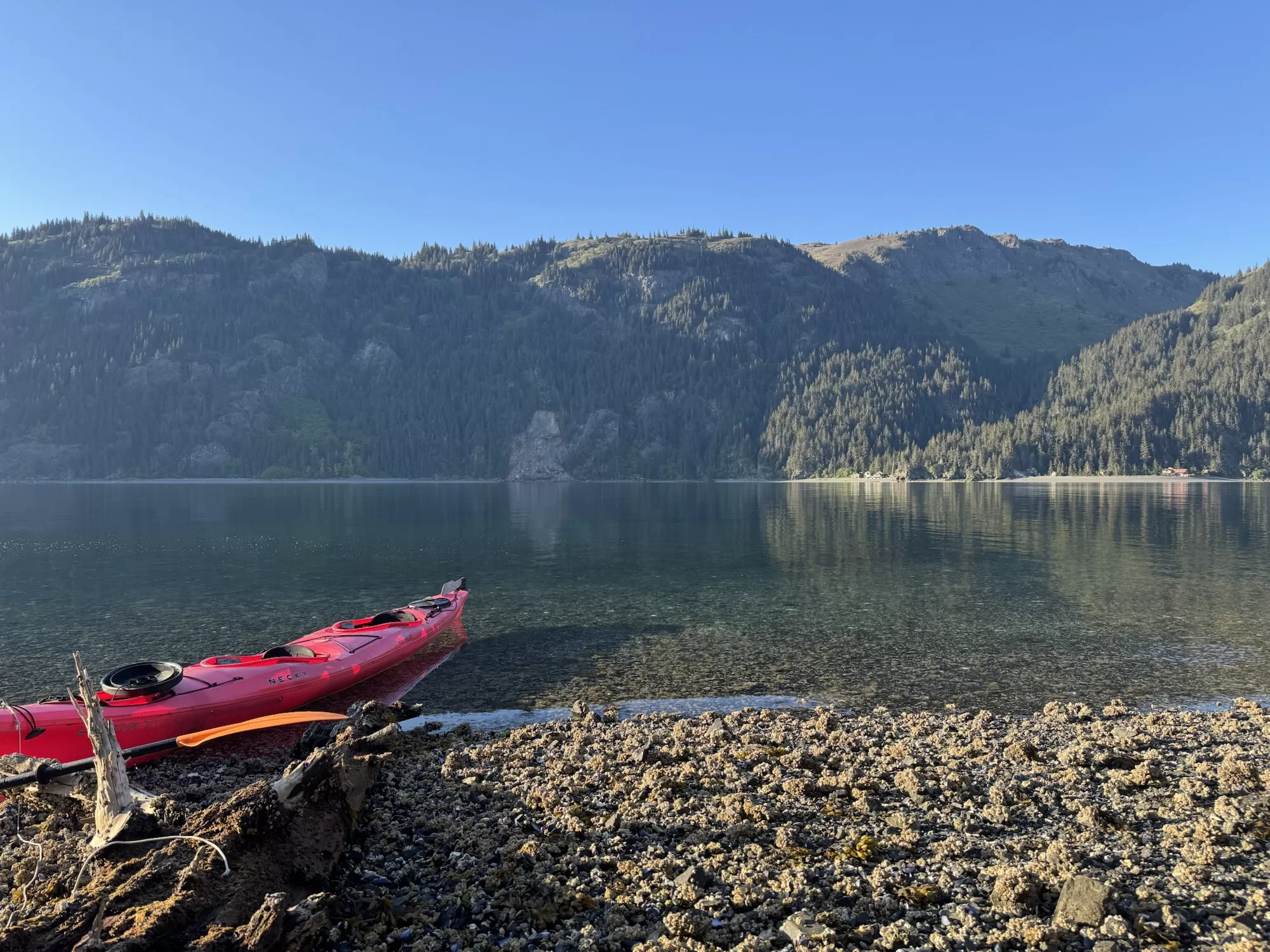 Spring Bear and Kayaking Kachemak Bay