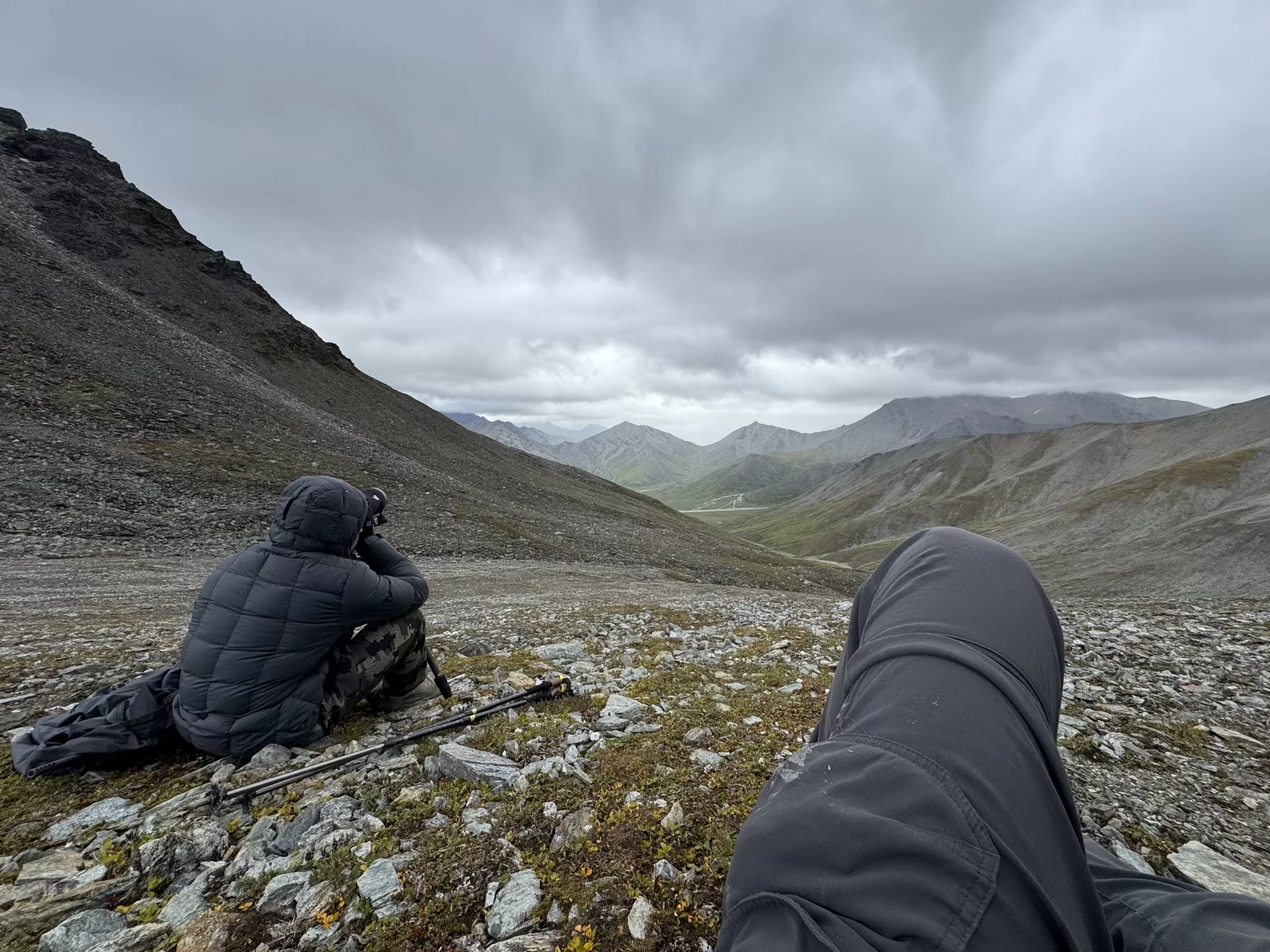 DIY Alaska Dall Sheep