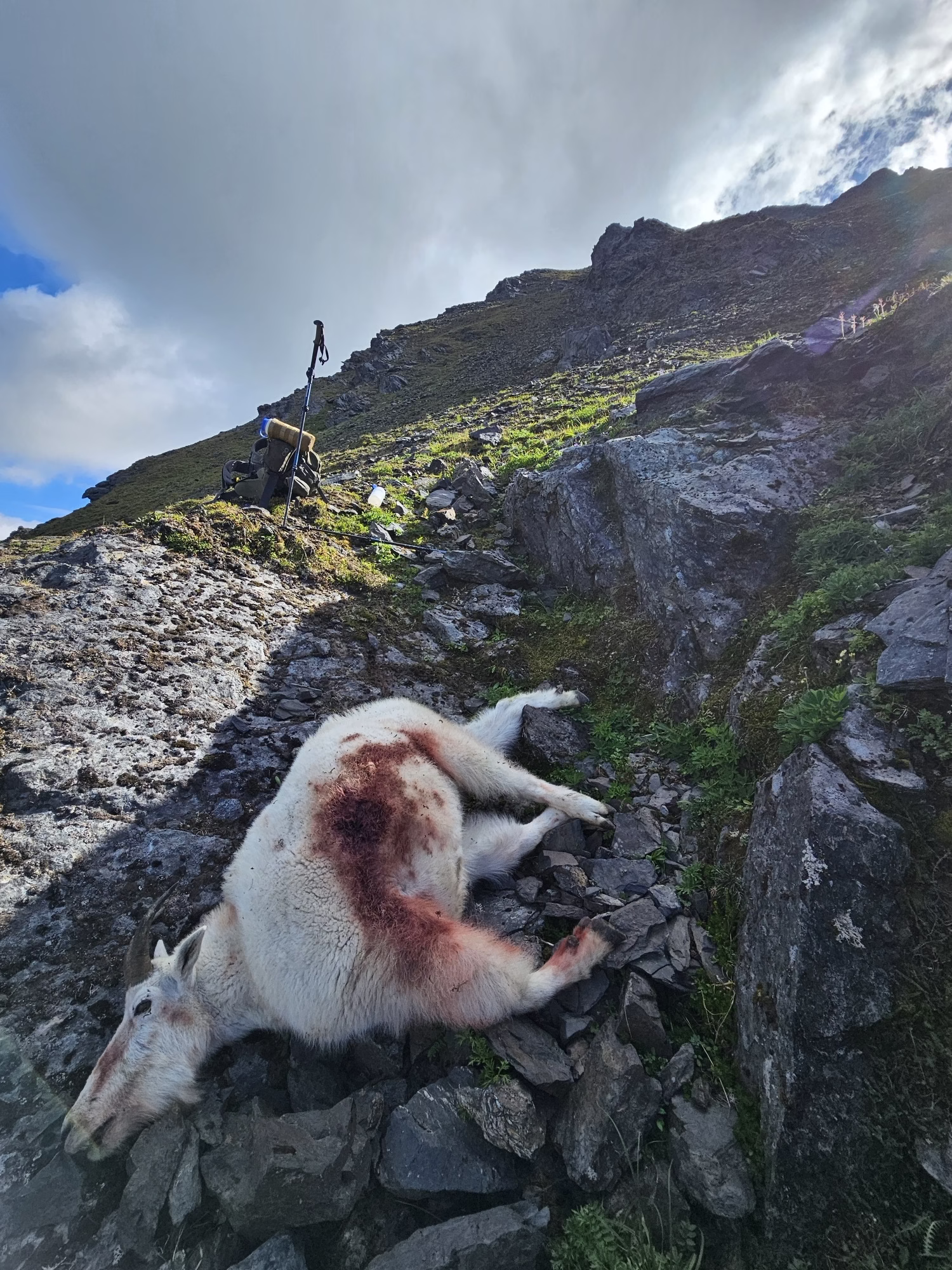 Alaska Mountain Goat Hunt Part 2